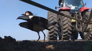 Фермер поднял трактор ради спасения птички