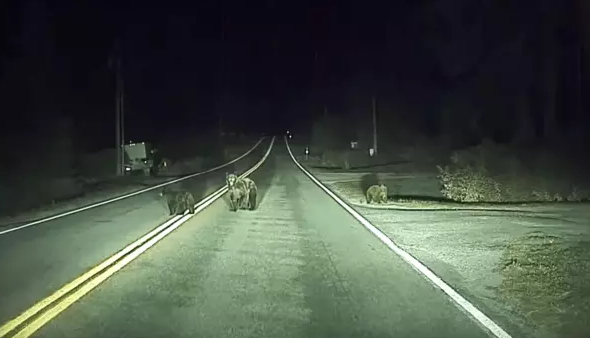 Автопилот Tesla спас семью медведей на дороге