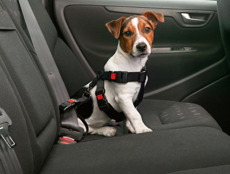 Половина американцев не заботится о безопасности собак в машине 1
