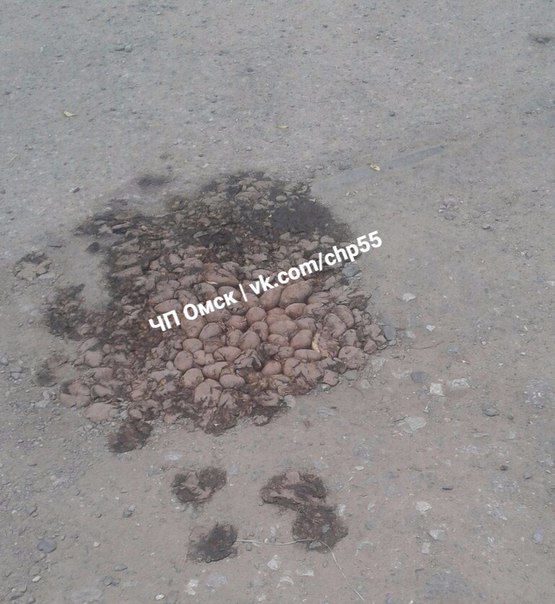 В России дороги «ремонтируют» картошкой 1