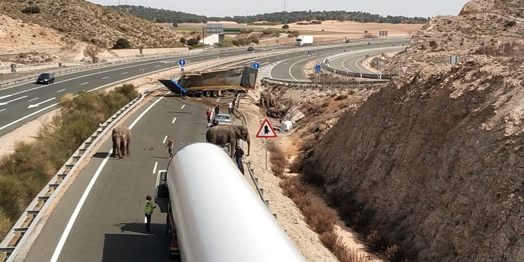 В Испании перекрыли трассу из-за сбежавших слонов 1