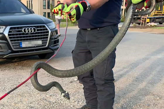 В Германии змея поселилась в автомобиле Audi 1