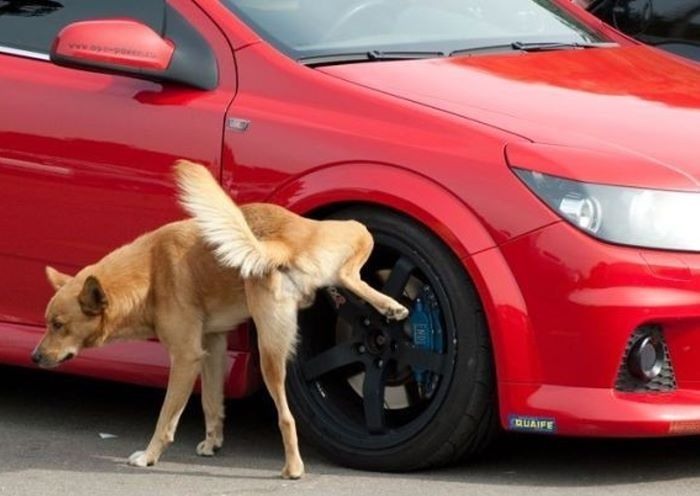 Хозяин расстрелял хозяина собаки за то, что та справила нужду на колесо его авто 1
