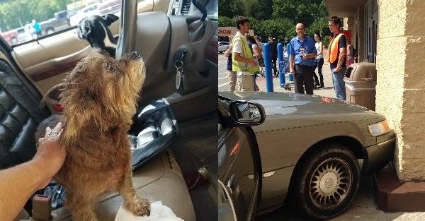 В США пара собак «угнала» авто и попала в ДТП 1