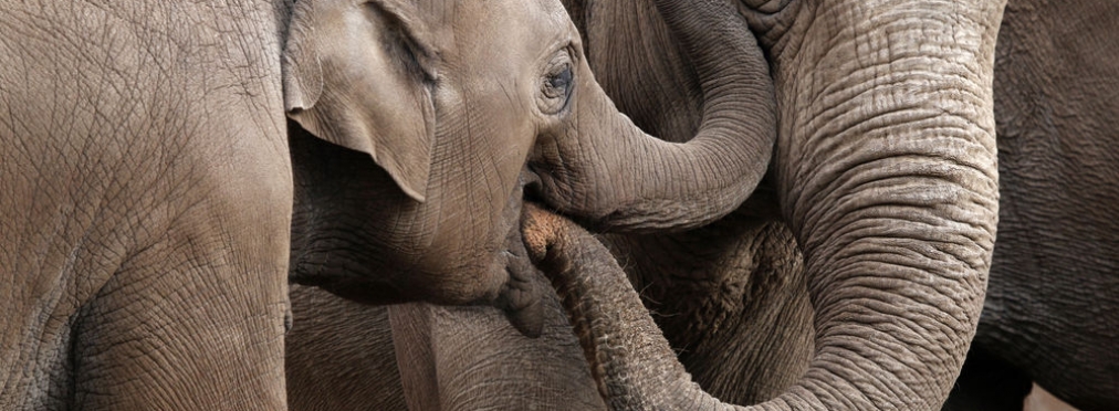 Слоны наказали автомобилистов за «неправильную парковку»