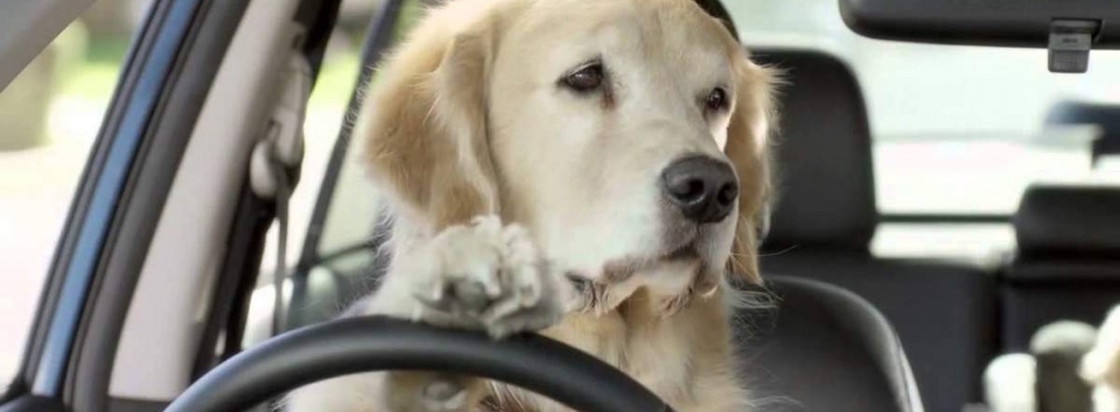 Телевизионщики сняли собаку, едущую за рулем