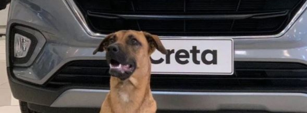 Бездомная собака получила должность консультанта в автосалоне Hyundai