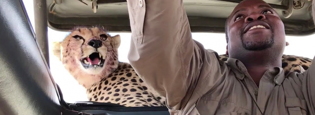 В джип к туристам залез гепард