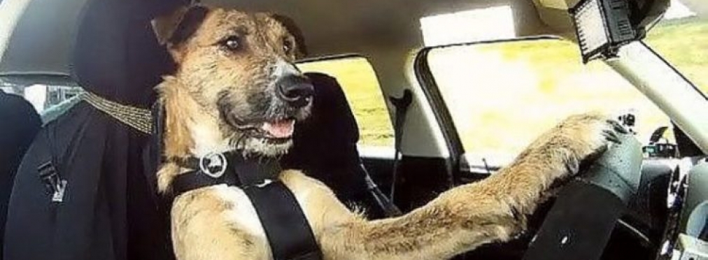 В Украине заметили собаку за рулем Chevrolet