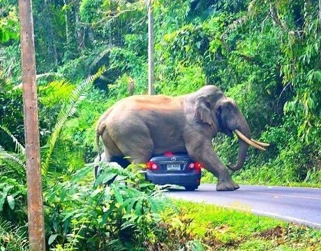 В Таиланде слон прилег отдохнуть на авто с туристами