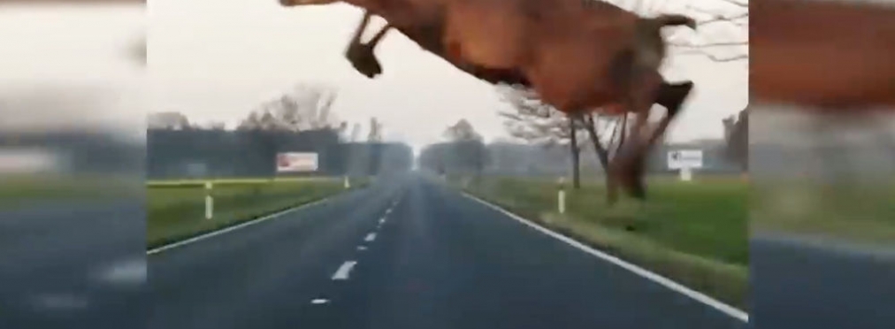 Полет оленя над автомобилем сняли на видео