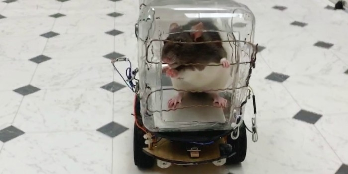 Ученые научили крыс водить автомобили