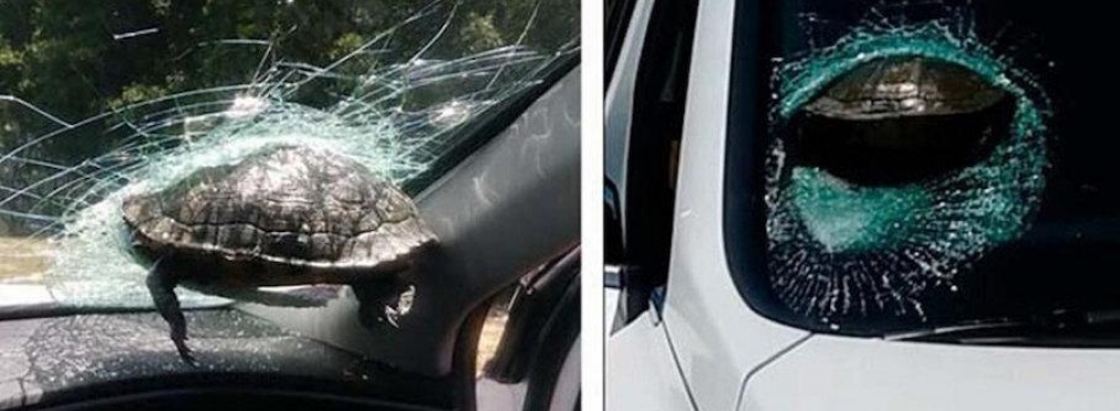 ДТП: В США черепаха насквозь пробила лобовое стекло автомобиля (+видео)