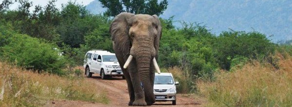 Разгневанный слон разбил массу транспортных средств