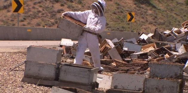Миллионы пчел напали на людей после аварии грузовика с ульями