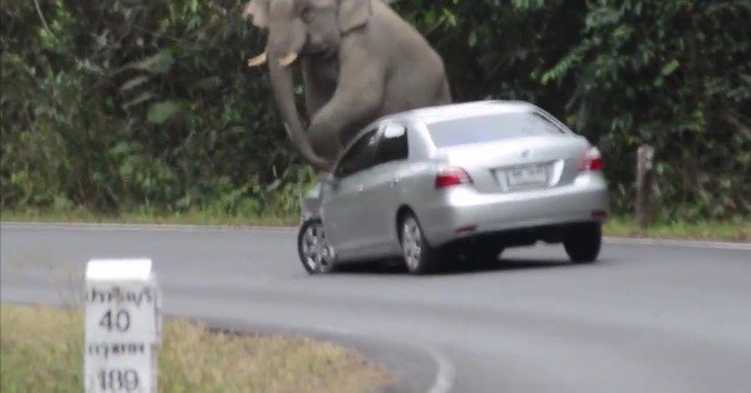 В Таиланде слон использовал автомобиль как табурет