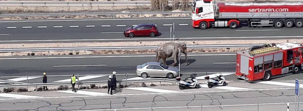 В Испании перекрыли трассу из-за сбежавших слонов