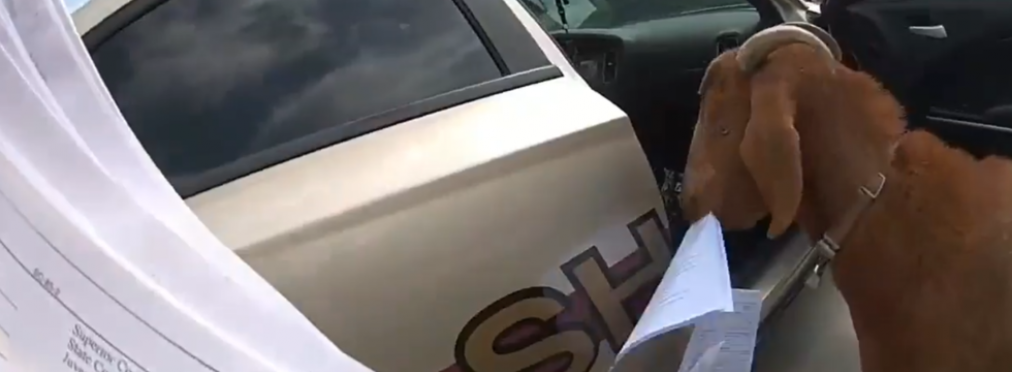 В США коза залезла в полицейское авто и съела служебные документы