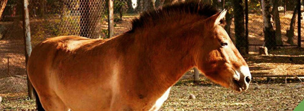 В Бразилии за порчу автомобиля «арестовали» лошадь