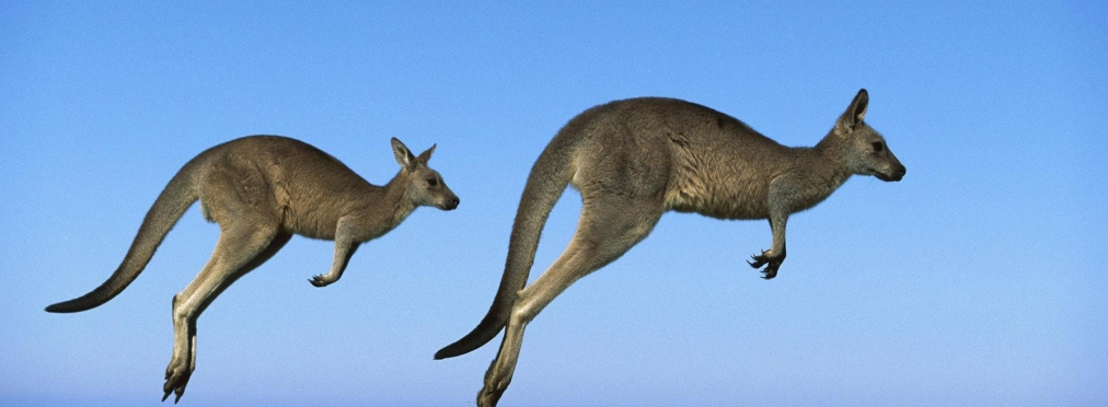 В Австралии автомобиль подвергся нападению кенгуру