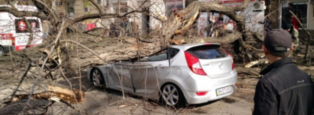 Как водителю получить компенсацию за автомобиль, поврежденный упавшим деревом