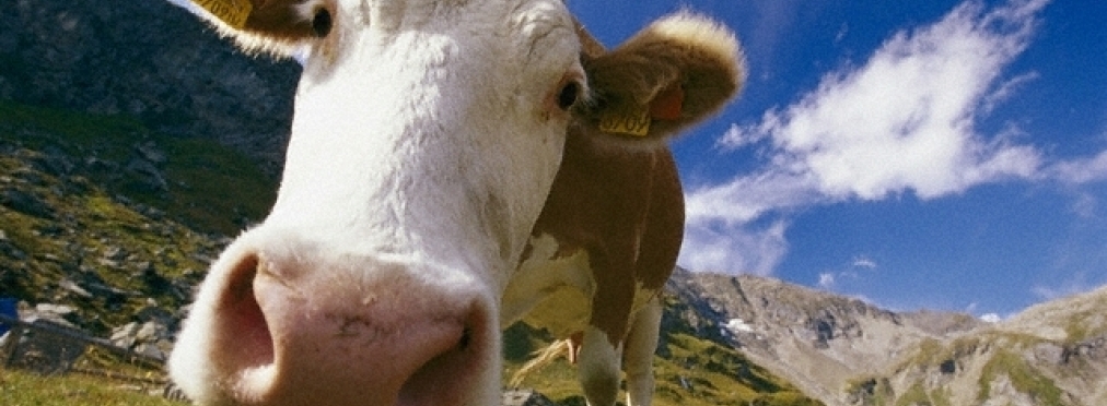 Как «угнать» корову с помощью «Жигулей»
