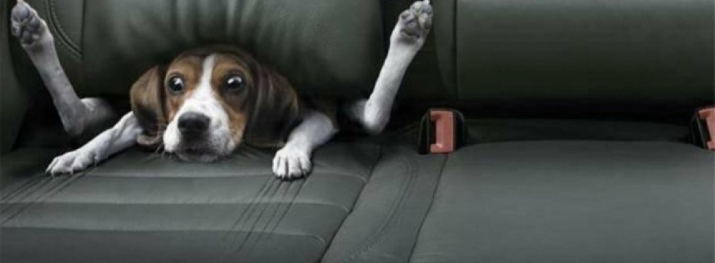Почему нельзя оставлять летом собак в салоне автомобиля