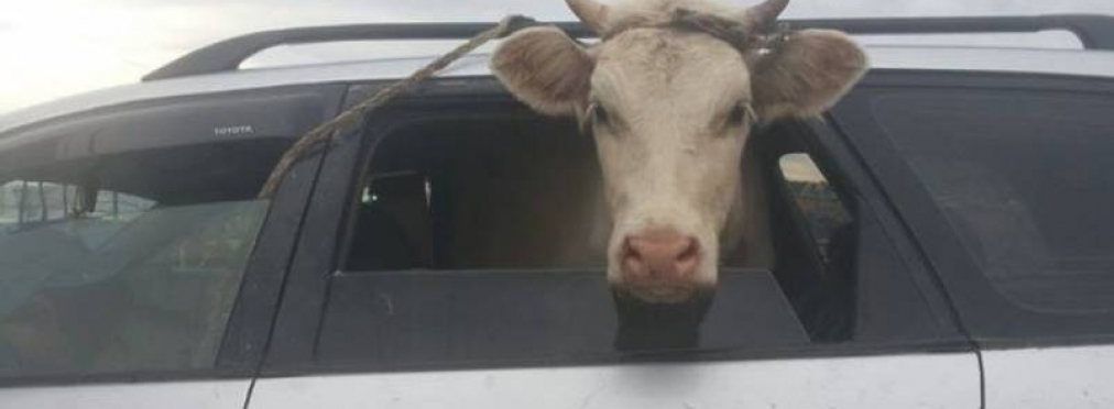 Как украсть корову с помощью автомобиля