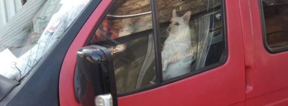 В Украине заметили милую собаку за рулем «Газели»