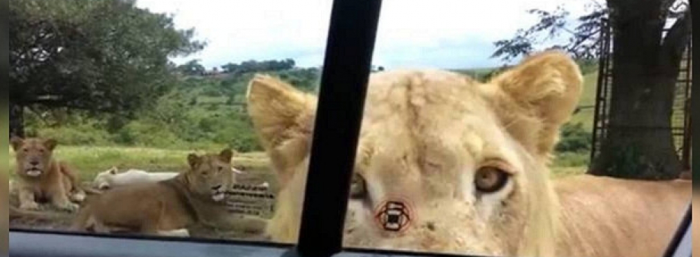 Львы чуть не съели туристок, которые забыли заблокировать двери авто (Видео) 