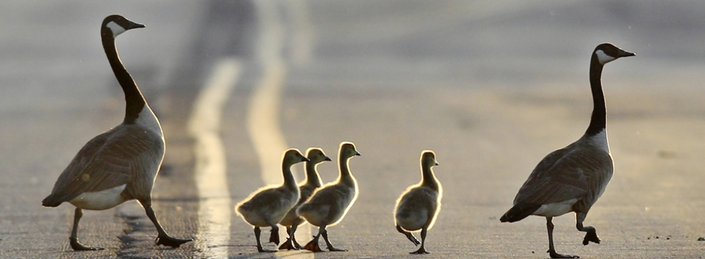 Переходившая дорогу в Канаде стая гусей «признана законопослушной»