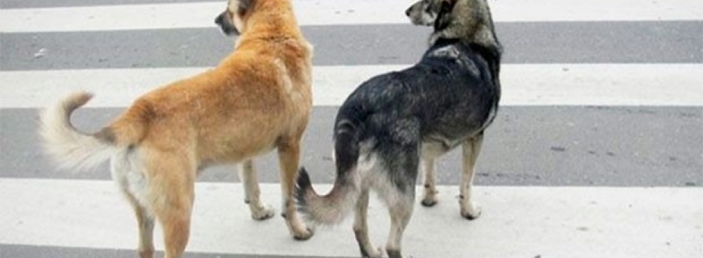 Ситуация на пешеходном переходе: собака умнее человека