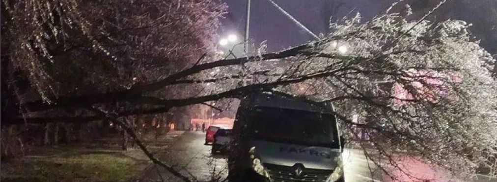 Киев накрыл «деревопад»: как действовать, если на машину упало дерево