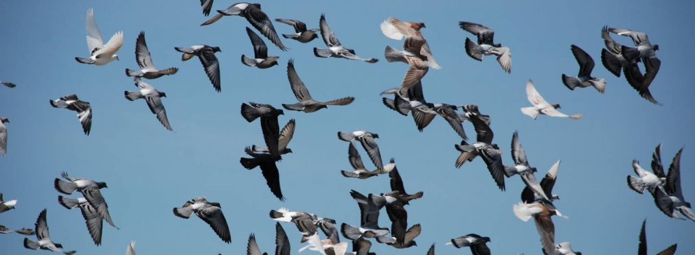 Голубиная атака: стая птиц напала на ГАЗель
