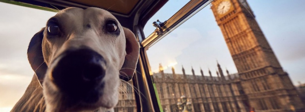 В Лондоне запустили экскурсионный автобус для собак