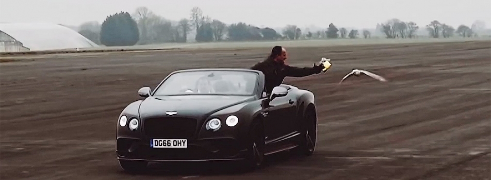 Bentley Continental GT посоревновался в скорости с кречетом