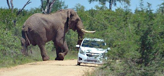 Разъяренный слон напал на автомобиль с туристами