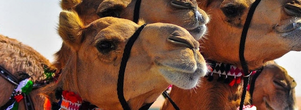 «Затор» на дороге спровоцировали «развлекающиеся» верблюды