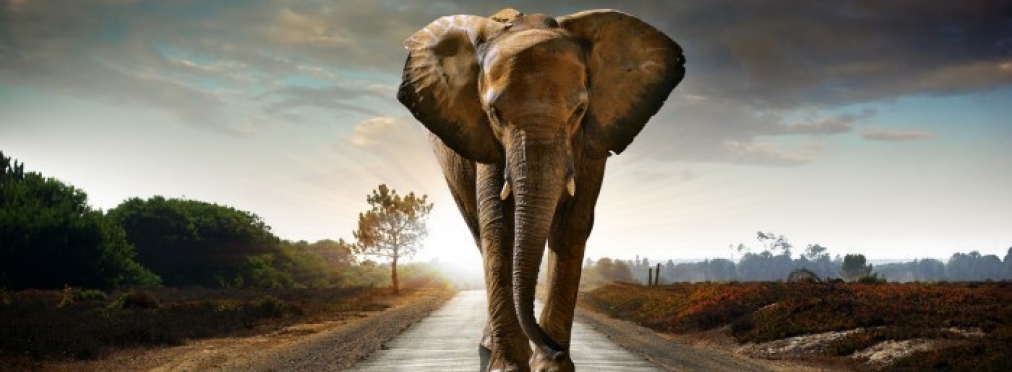 «Умный пешеход»: как слон перешел дорогу в «правильном месте»
