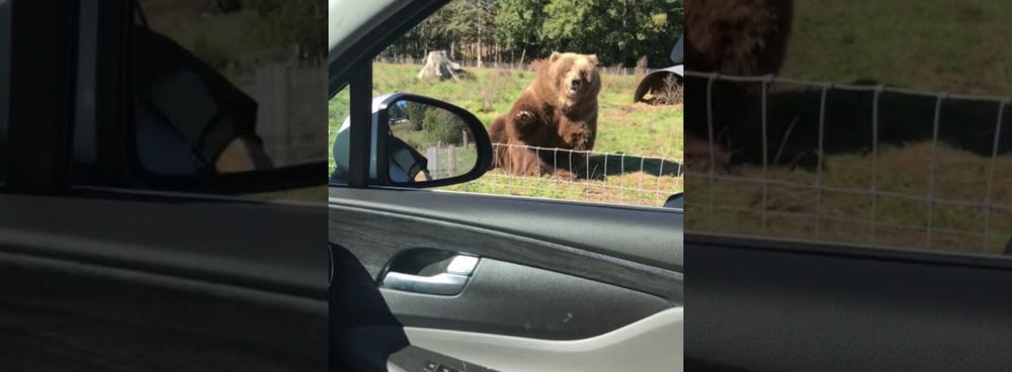 Милота: медведь улыбнулся пассажирке авто и помахал ей лапой