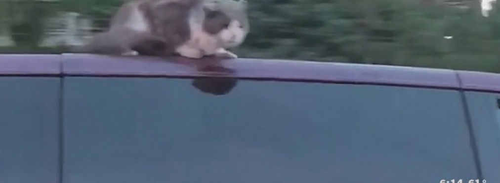 Кошка проехала 100 километров на крыше автомобиля