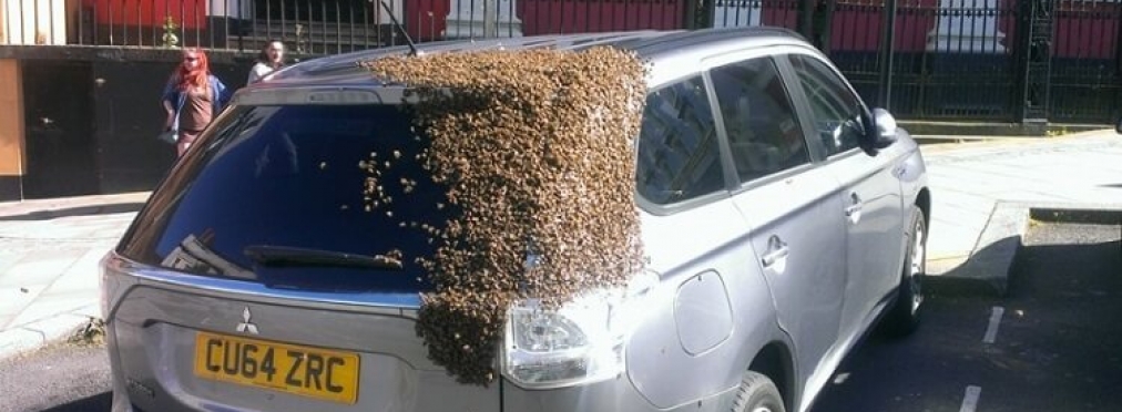 Двое суток рой из 20000 пчел «преследовал» автомобиль Mitsubishi