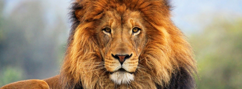 Не будите зверя: лев «ответил» дразнившему водителю