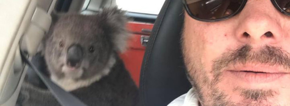 Милота: очень вежливый водитель уговаривает коалу