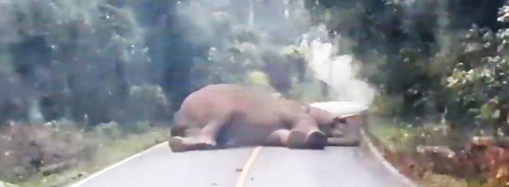 Милота вам в воскресенье: слон спит на дороге
