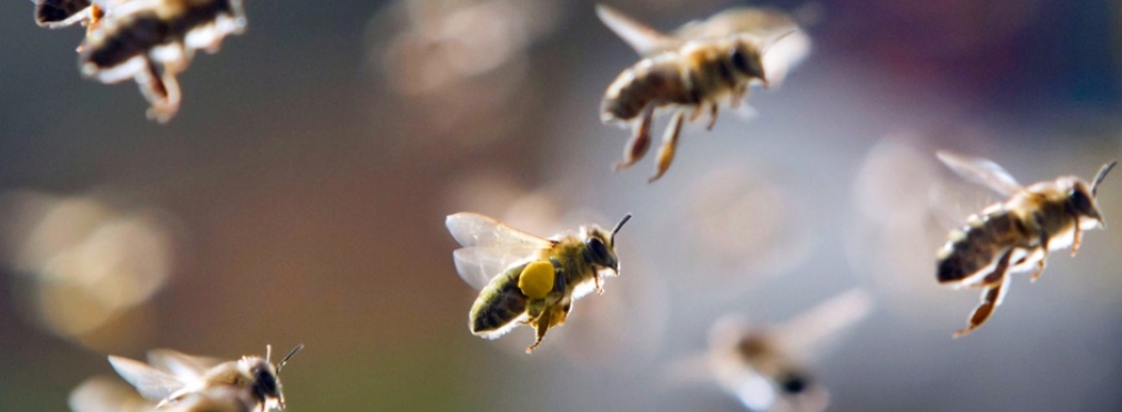 «Насекомый ужас»: пчелиный рой парализовал движение в Лондоне