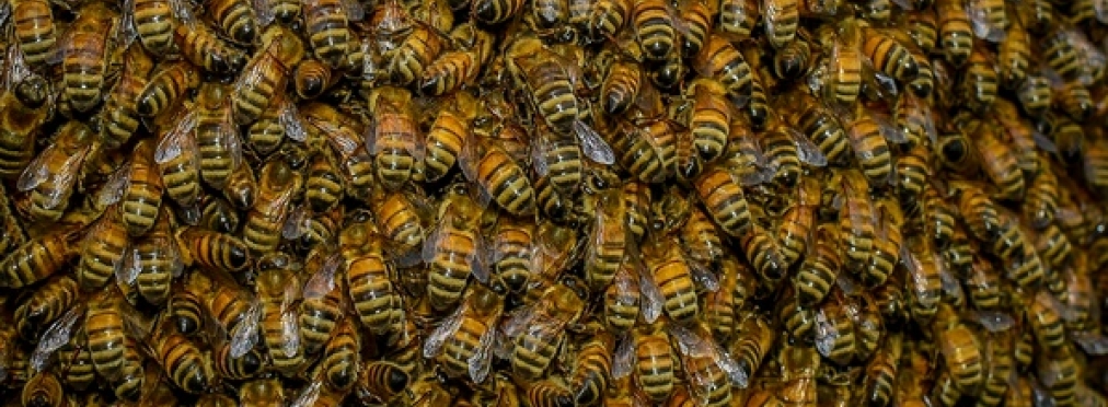 Водитель пикапа проехал 65 километров в окружении тысяч пчел 