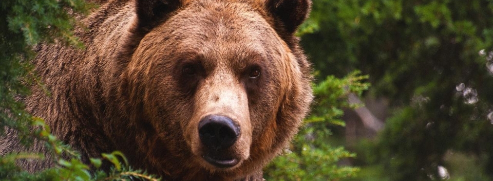 В США медведь «угнал» автомобиль и попал в ДТП