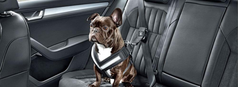 Половина американцев не заботится о безопасности собак в машине