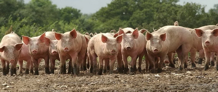 Дальнобойщик «выпустил на свободу» свиней, которых везли на убой